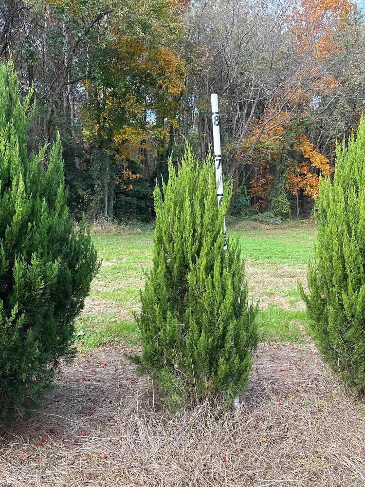 juniperus-chinensis-spartan-chinese-juniper