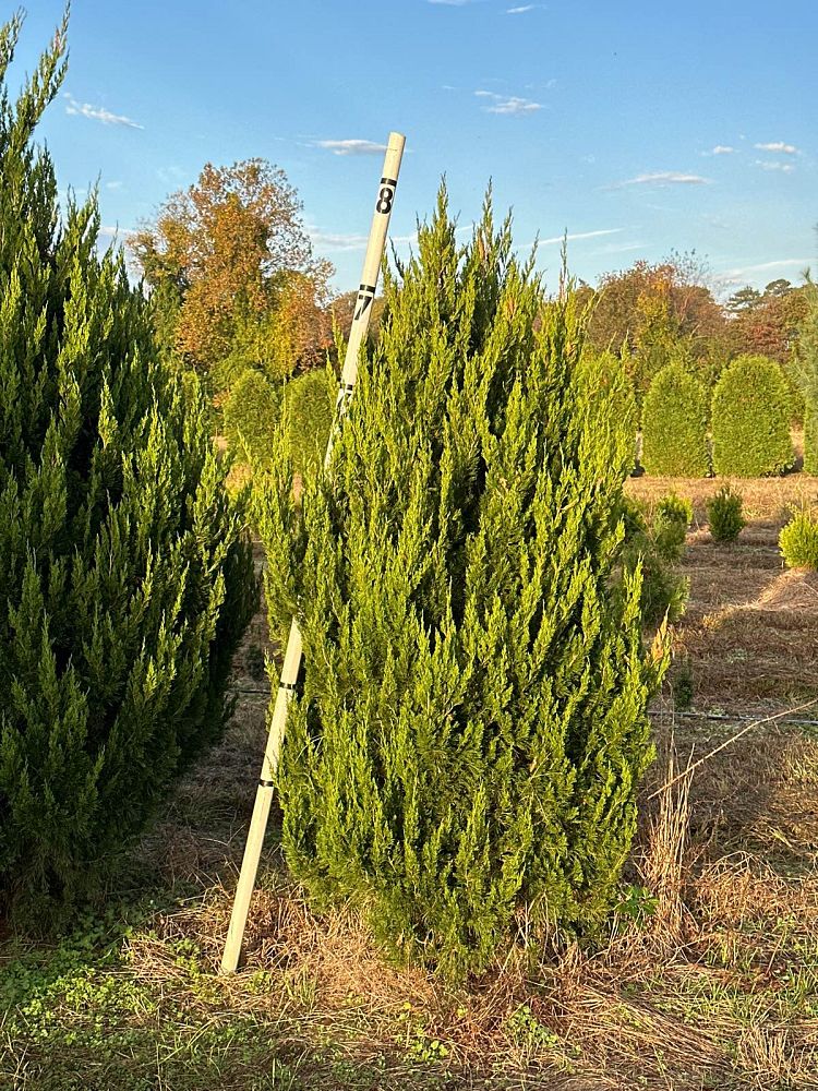 juniperus-chinensis-spartan-chinese-juniper