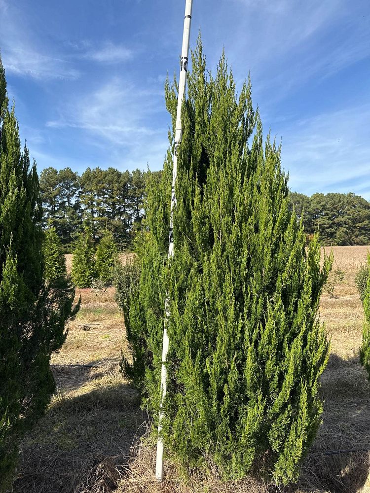juniperus-chinensis-spartan-chinese-juniper