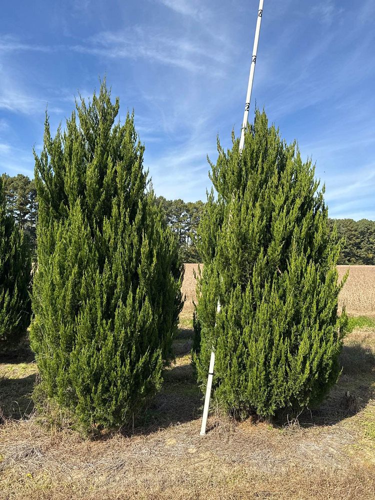 juniperus-chinensis-spartan-chinese-juniper