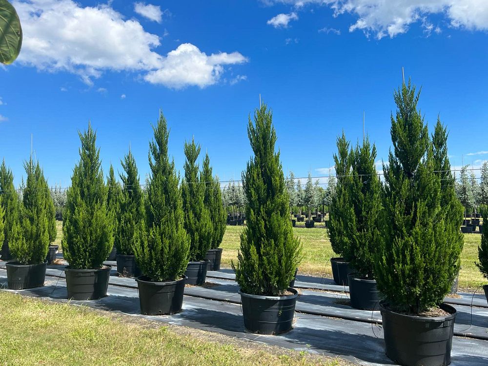 juniperus-chinensis-spartan-chinese-juniper