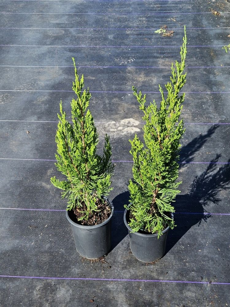 juniperus-chinensis-spartan-chinese-juniper