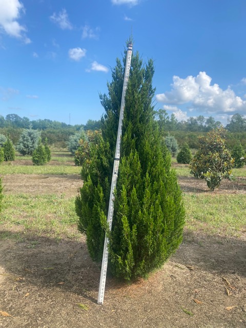 juniperus-chinensis-spartan-chinese-juniper