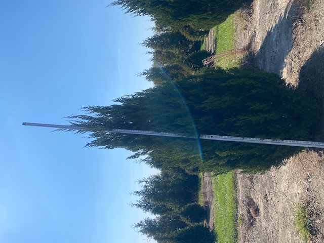juniperus-chinensis-spartan-chinese-juniper