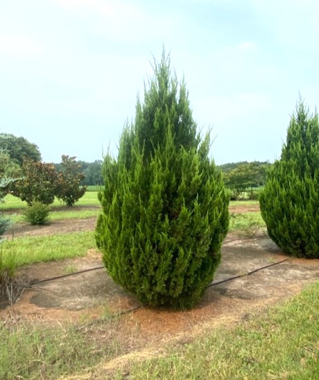 juniperus-chinensis-spartan-chinese-juniper