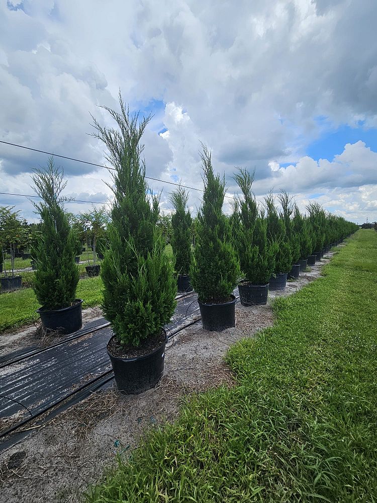 juniperus-chinensis-spartan-chinese-juniper