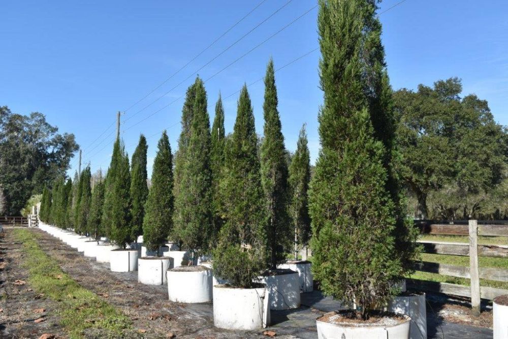 juniperus-chinensis-spartan-chinese-juniper