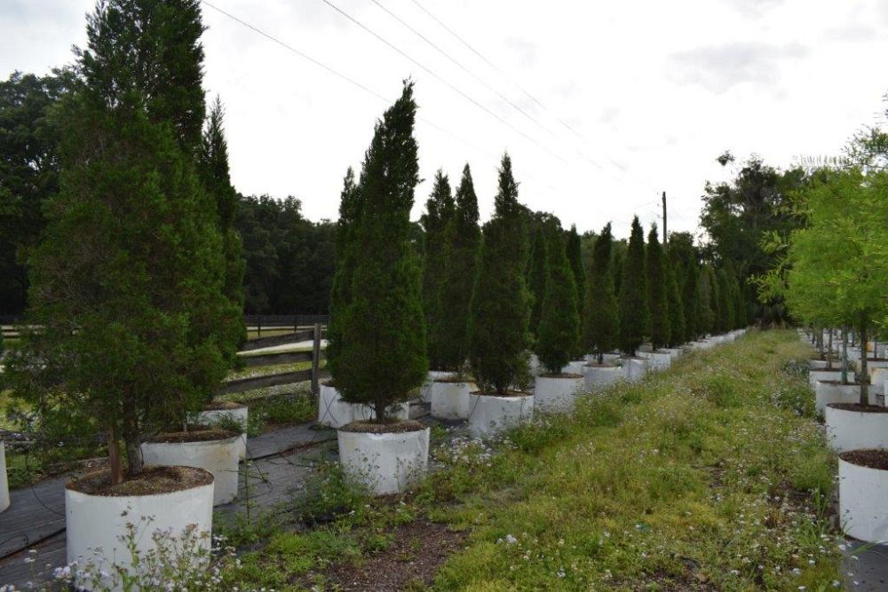 juniperus-chinensis-spartan-chinese-juniper