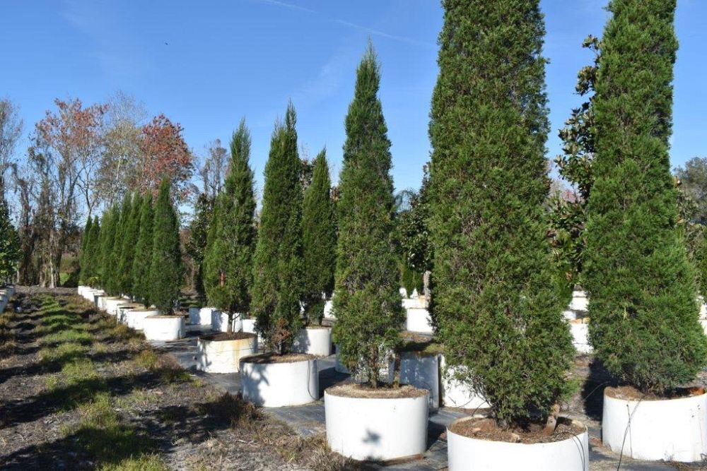 juniperus-chinensis-spartan-chinese-juniper