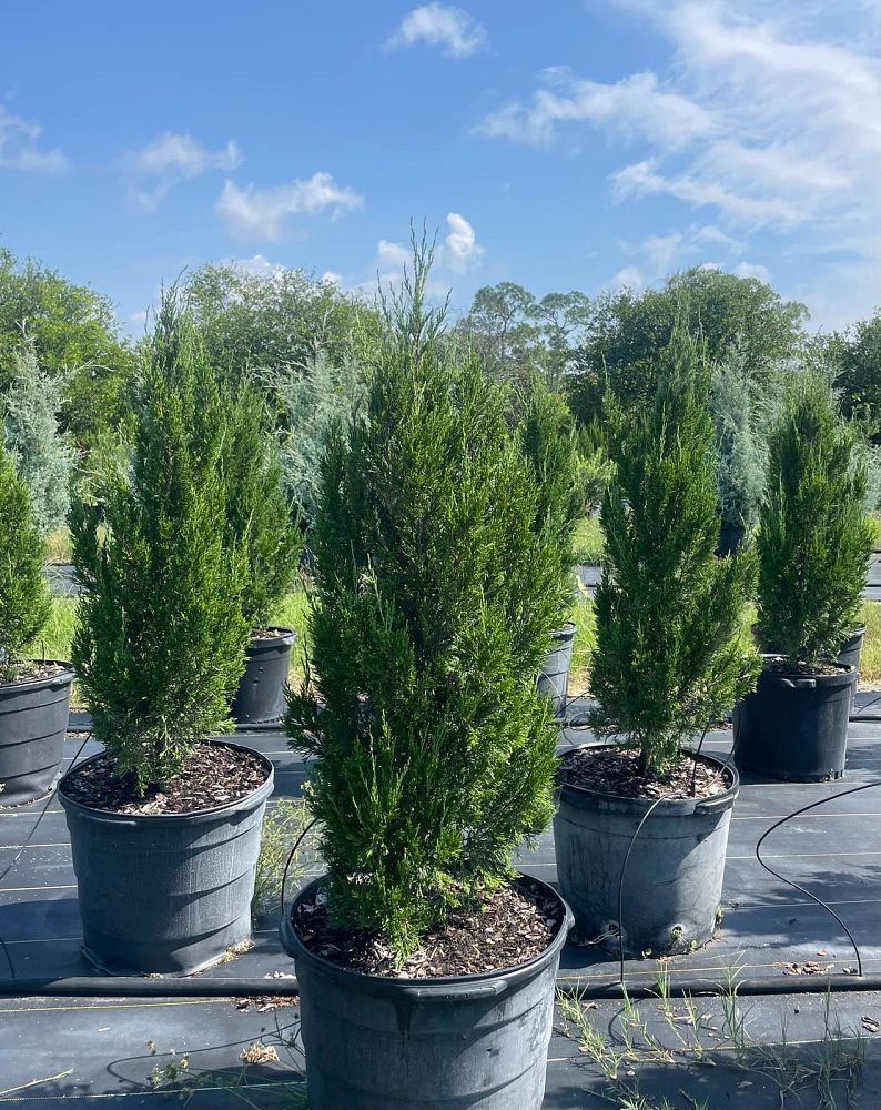 juniperus-chinensis-spartan-chinese-juniper