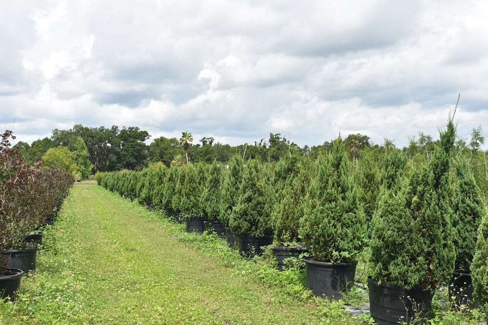 juniperus-chinensis-spartan-chinese-juniper