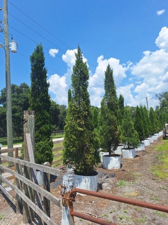 juniperus-chinensis-spartan-chinese-juniper