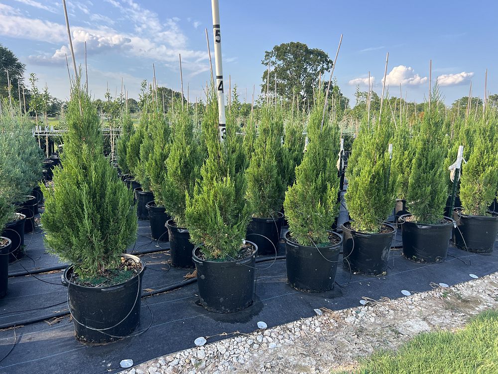 juniperus-chinensis-spartan-chinese-juniper