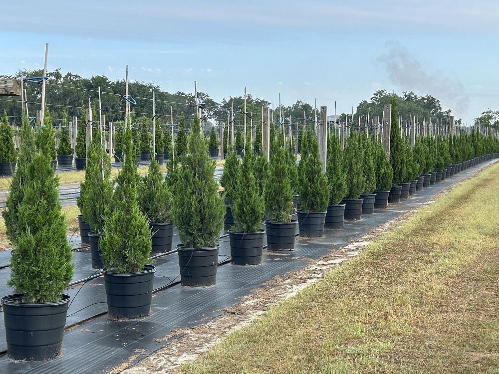 juniperus-chinensis-spartan-chinese-juniper