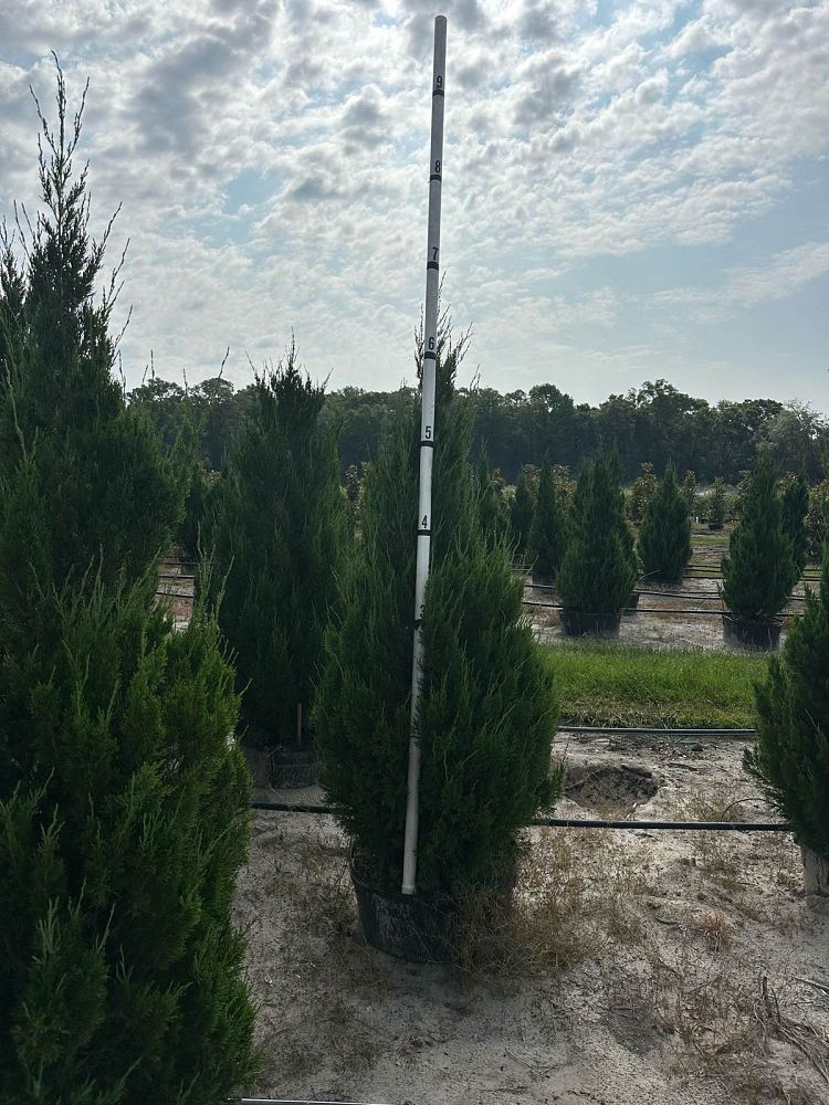 juniperus-chinensis-spartan-chinese-juniper