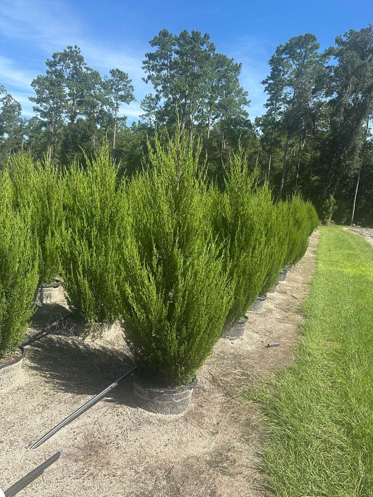 juniperus-chinensis-spartan-chinese-juniper