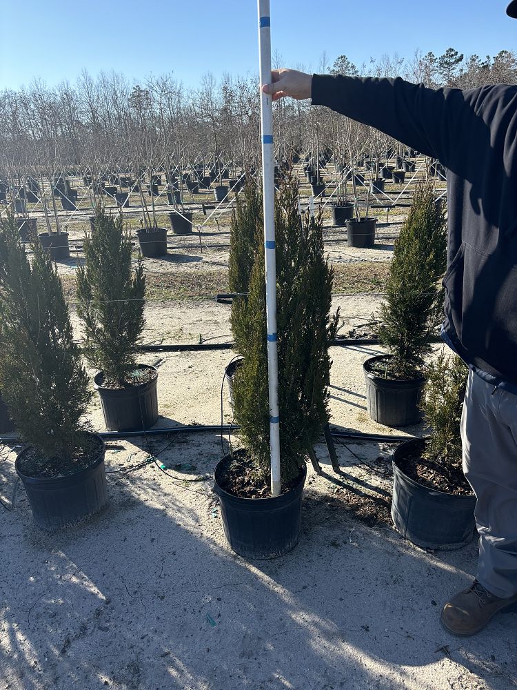 juniperus-chinensis-spartan-chinese-juniper