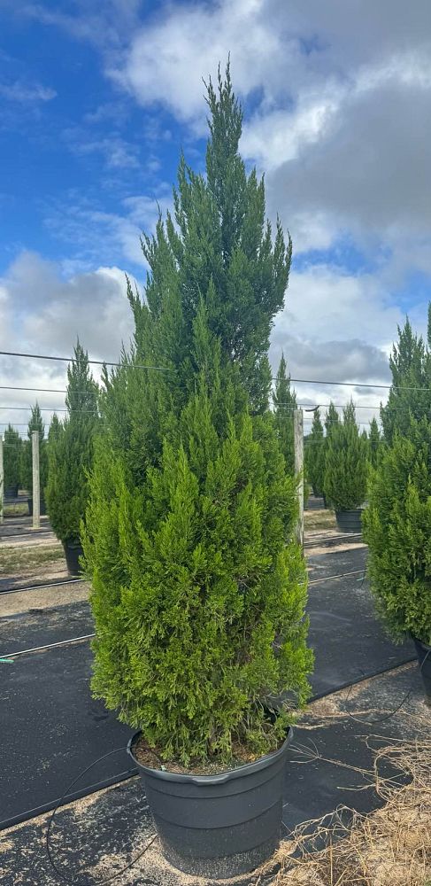 juniperus-chinensis-spartan-chinese-juniper