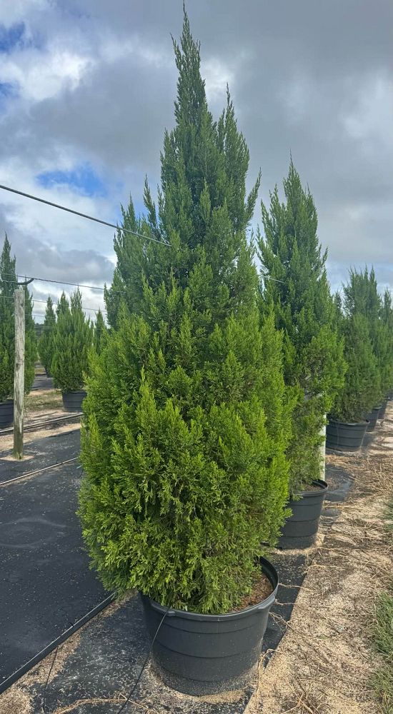 juniperus-chinensis-spartan-chinese-juniper