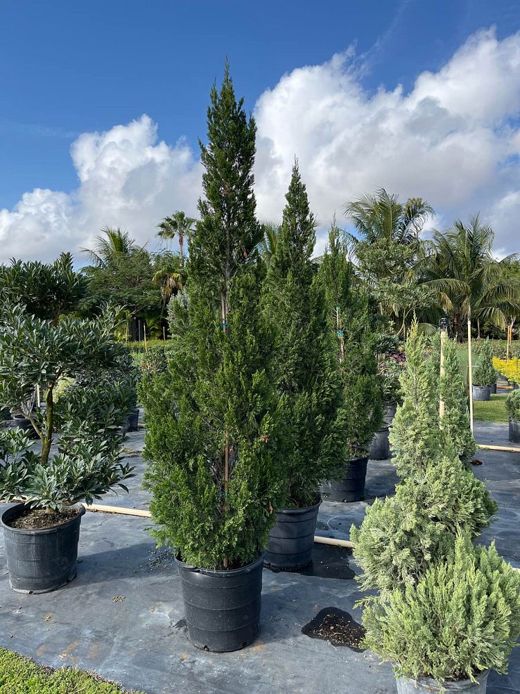 juniperus-chinensis-spartan-chinese-juniper