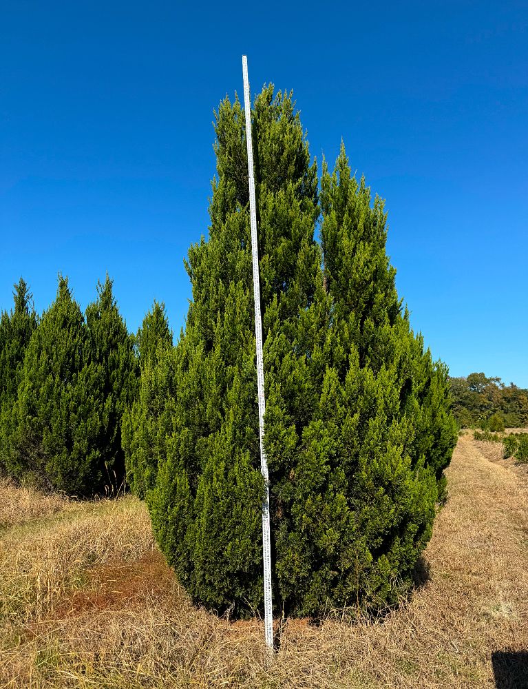 juniperus-chinensis-spartan-chinese-juniper