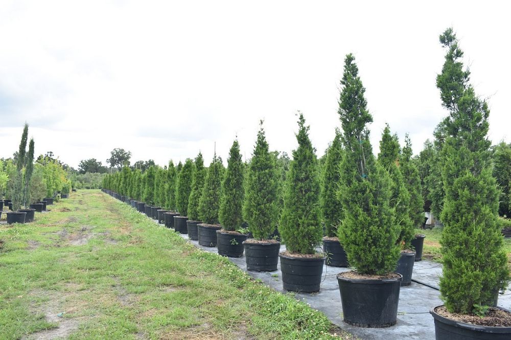 juniperus-chinensis-spartan-chinese-juniper