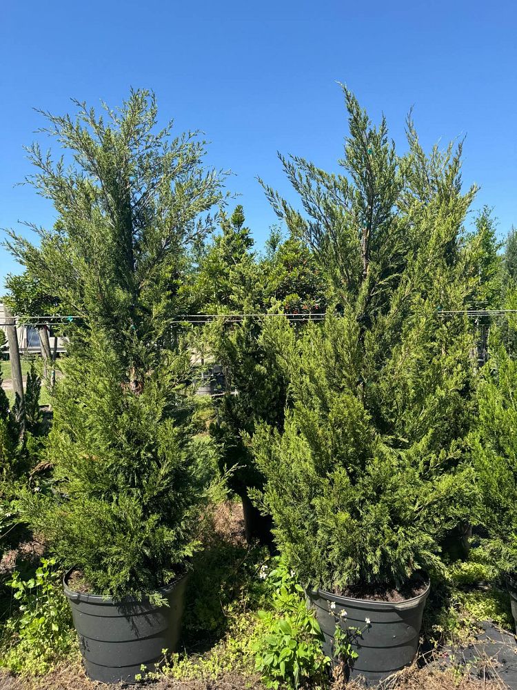 juniperus-chinensis-spartan-chinese-juniper