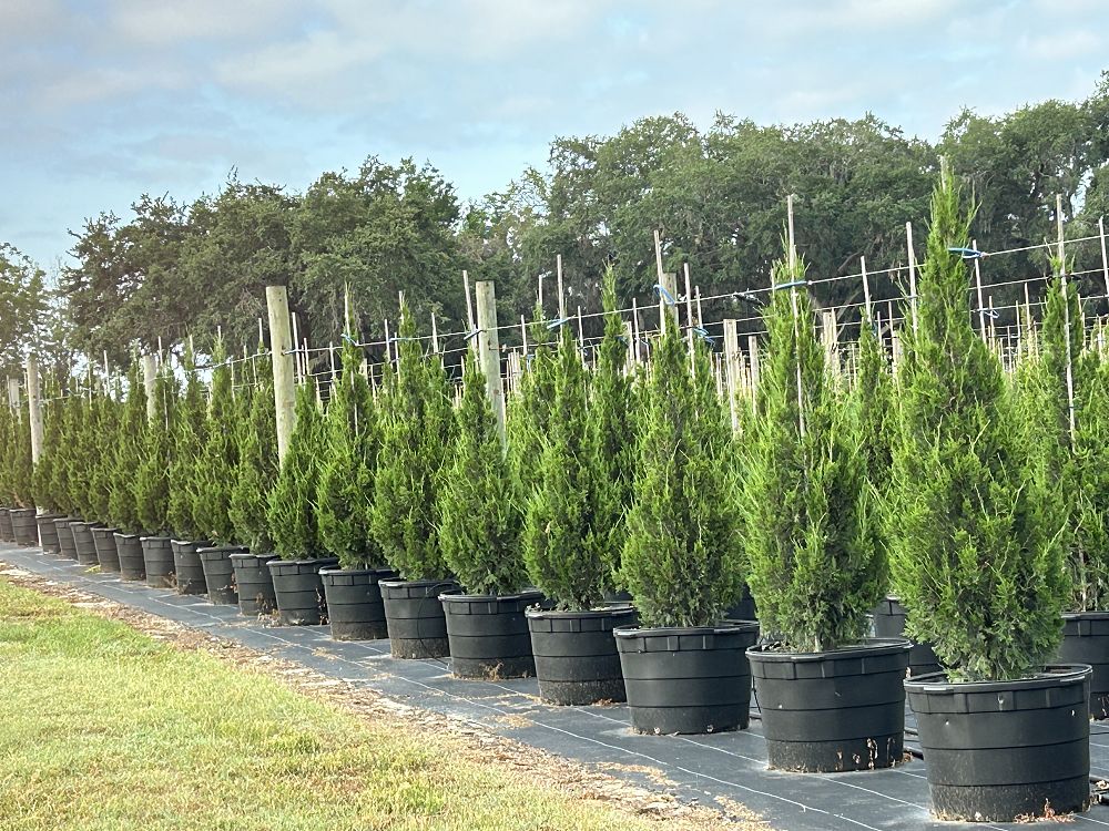 juniperus-chinensis-spartan-chinese-juniper