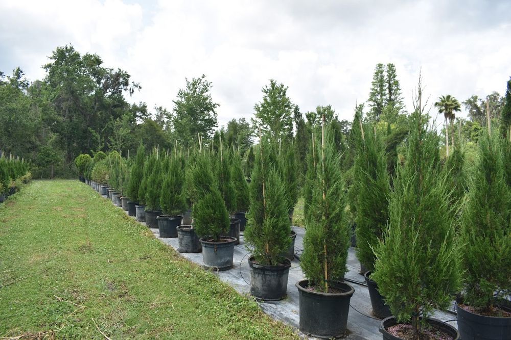 juniperus-chinensis-spartan-chinese-juniper