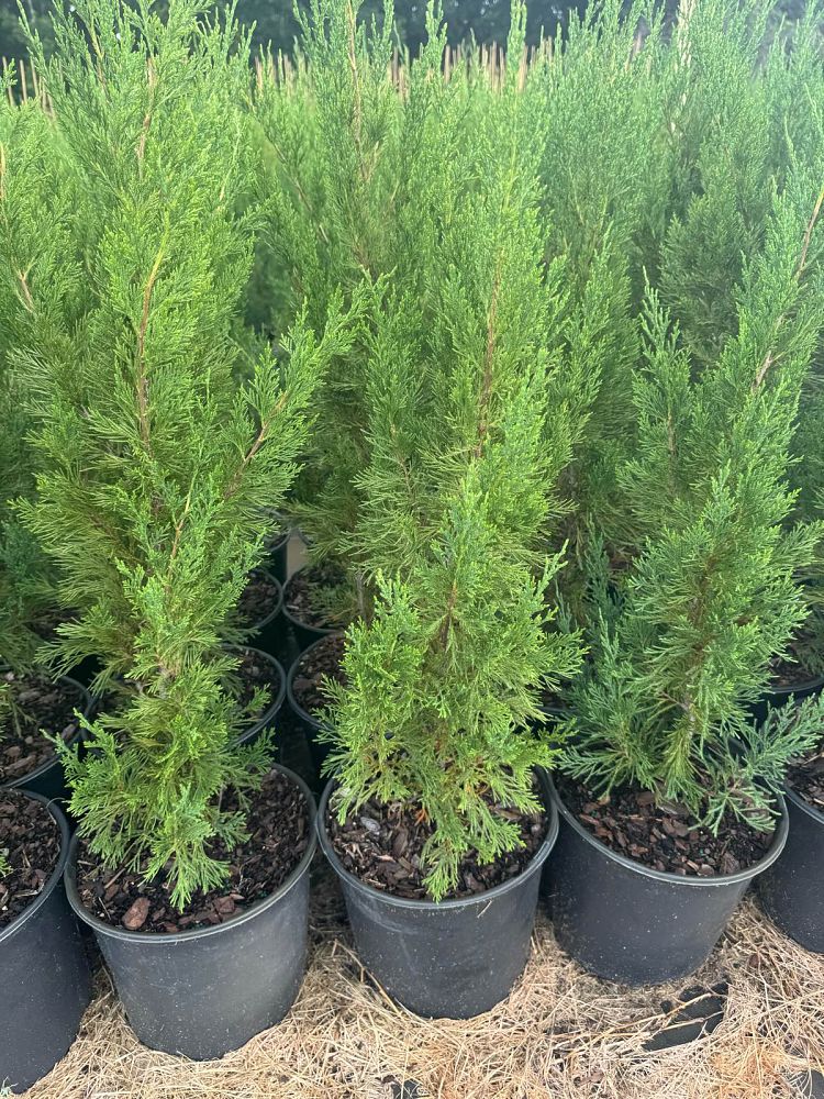 juniperus-chinensis-spartan-chinese-juniper