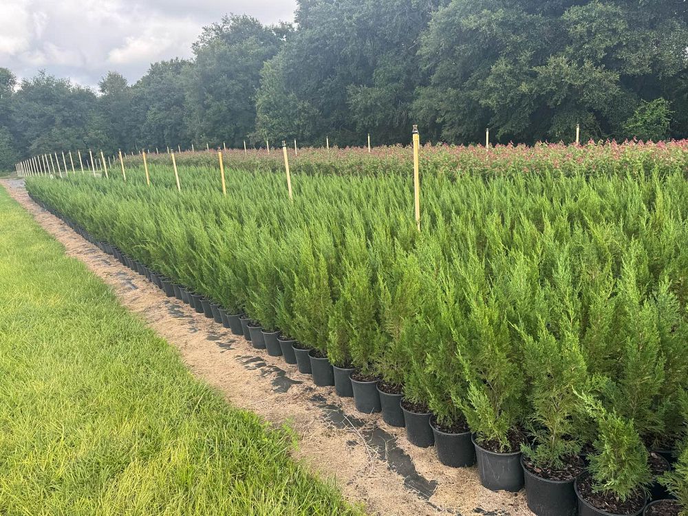 juniperus-chinensis-spartan-chinese-juniper