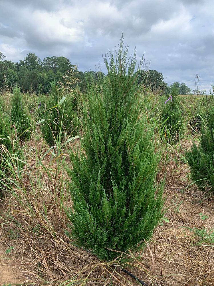 juniperus-chinensis-spartan-chinese-juniper