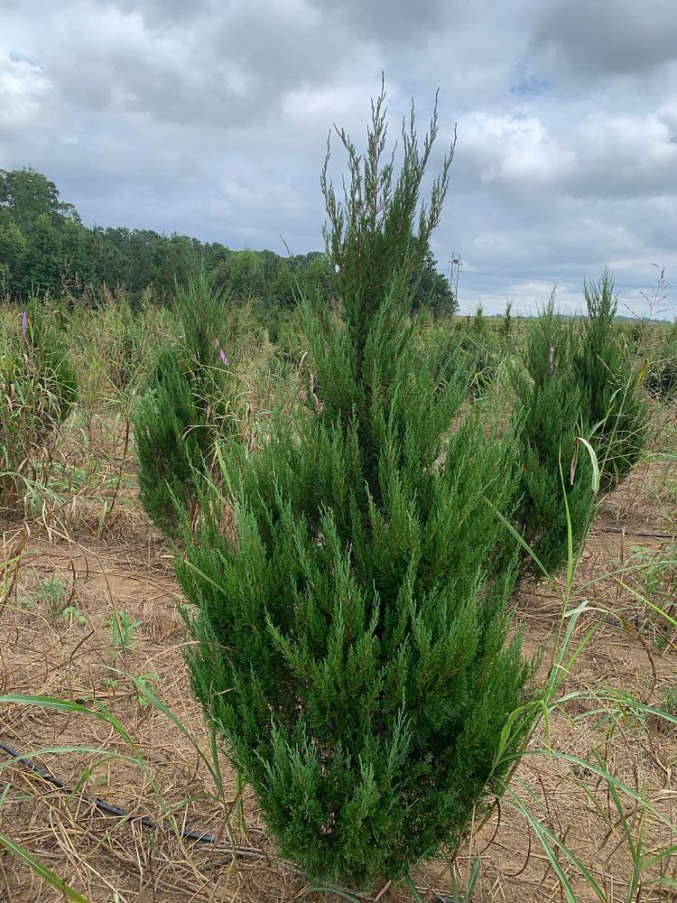 juniperus-chinensis-spartan-chinese-juniper
