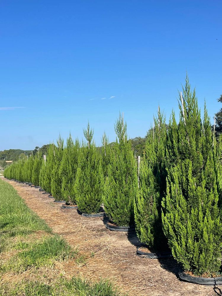 juniperus-chinensis-spartan-chinese-juniper
