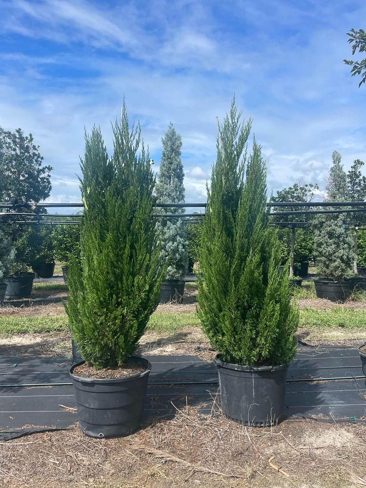 juniperus-chinensis-spartan-chinese-juniper