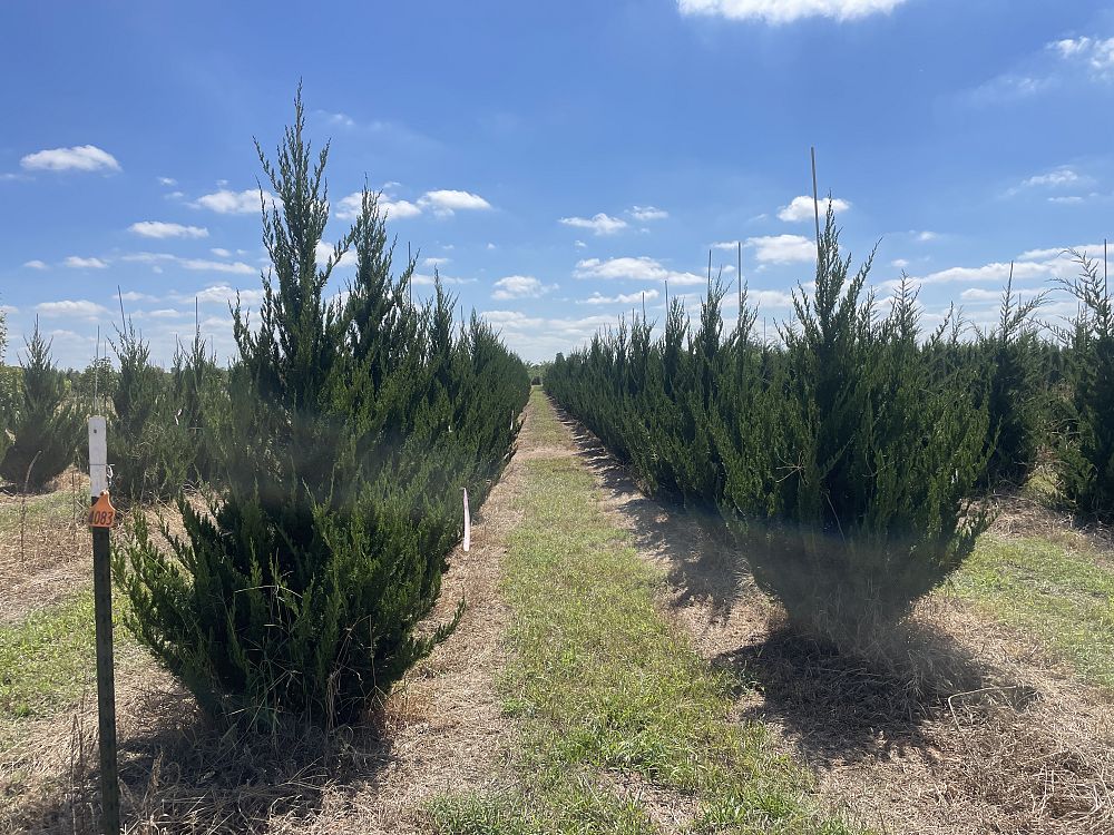 juniperus-chinensis-spartan-chinese-juniper