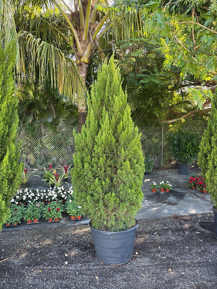 juniperus-chinensis-spartan-chinese-juniper