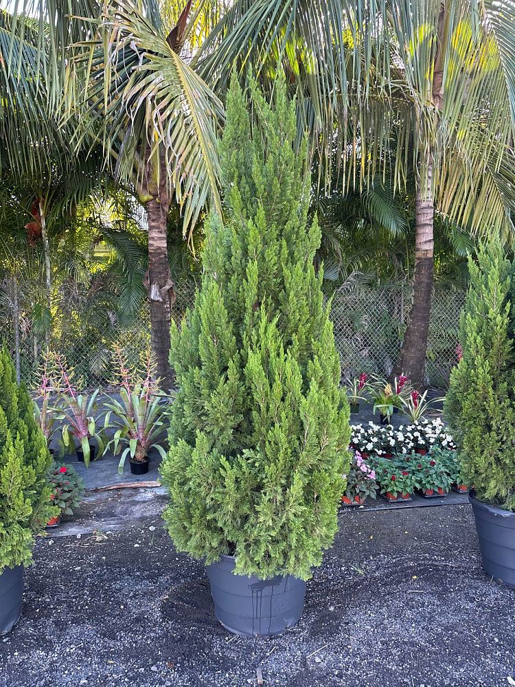 juniperus-chinensis-spartan-chinese-juniper