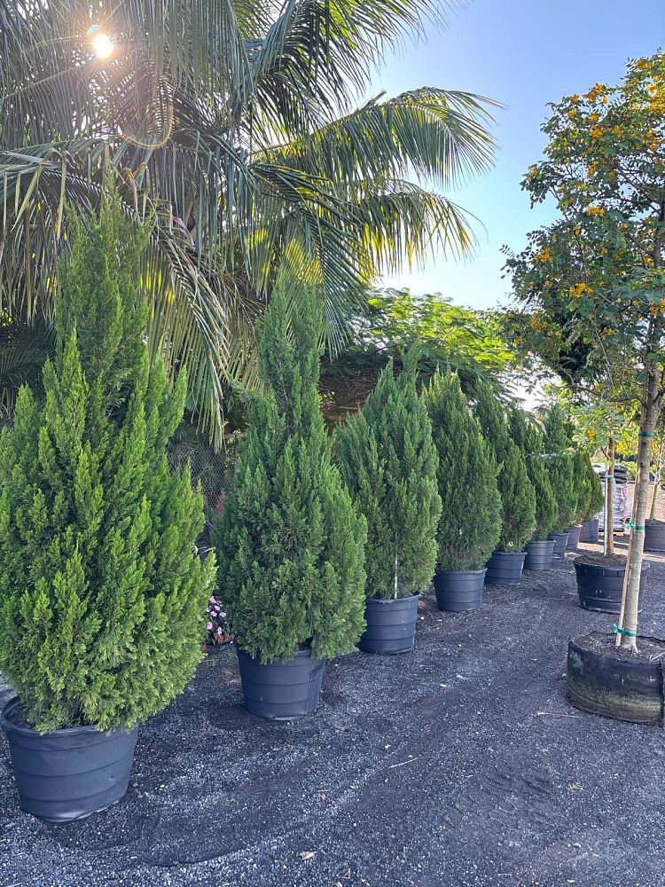 juniperus-chinensis-spartan-chinese-juniper