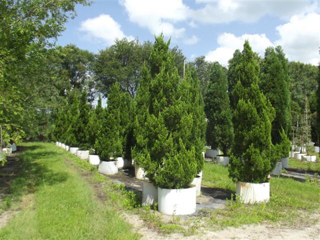 juniperus-chinensis-torulosa-hollywood-juniper