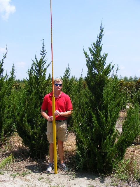 juniperus-chinensis-torulosa-hollywood-juniper