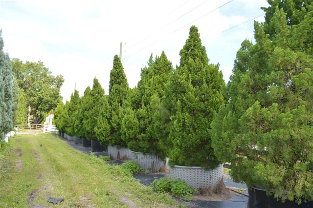 juniperus-chinensis-torulosa-hollywood-juniper