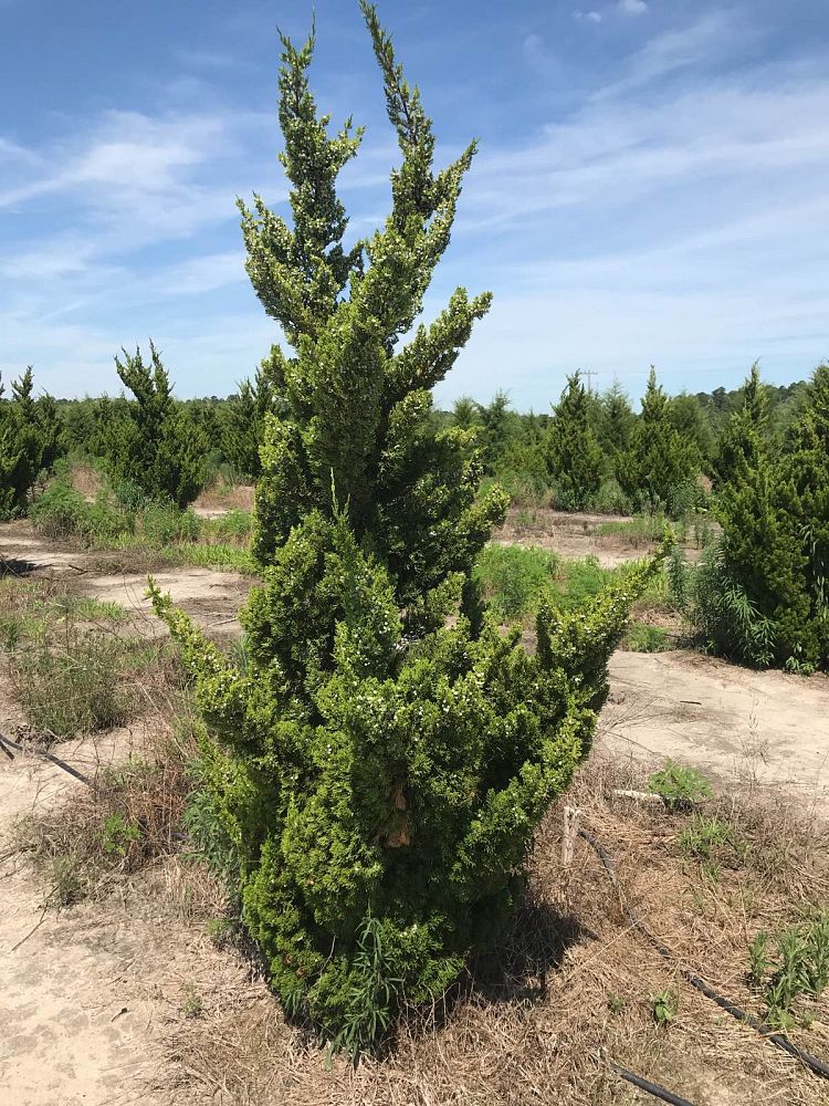 juniperus-chinensis-torulosa-hollywood-juniper