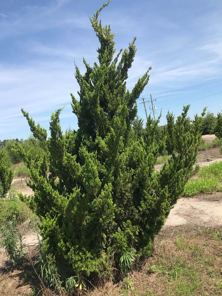 juniperus-chinensis-torulosa-hollywood-juniper