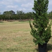 juniperus-chinensis-torulosa-hollywood-juniper