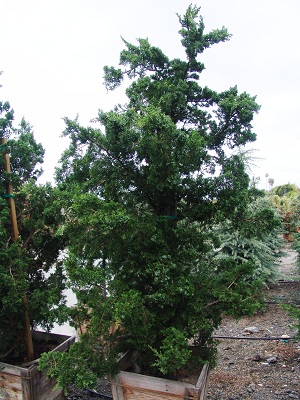 juniperus-chinensis-torulosa-hollywood-juniper