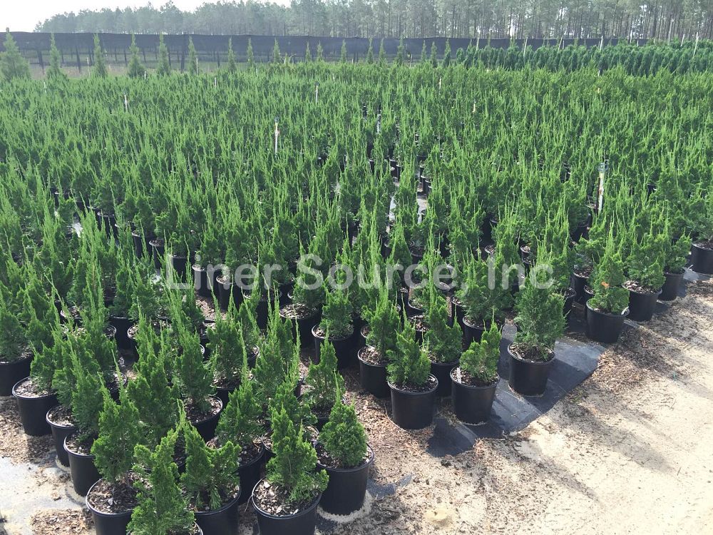 juniperus-chinensis-torulosa-hollywood-juniper
