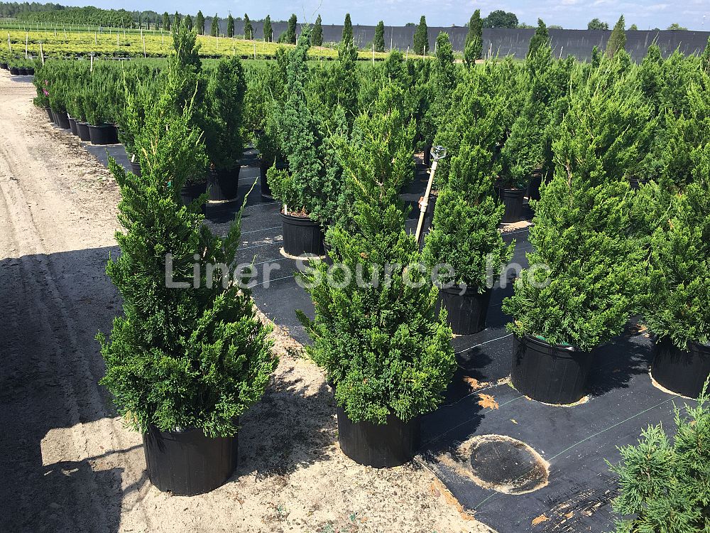 juniperus-chinensis-torulosa-hollywood-juniper
