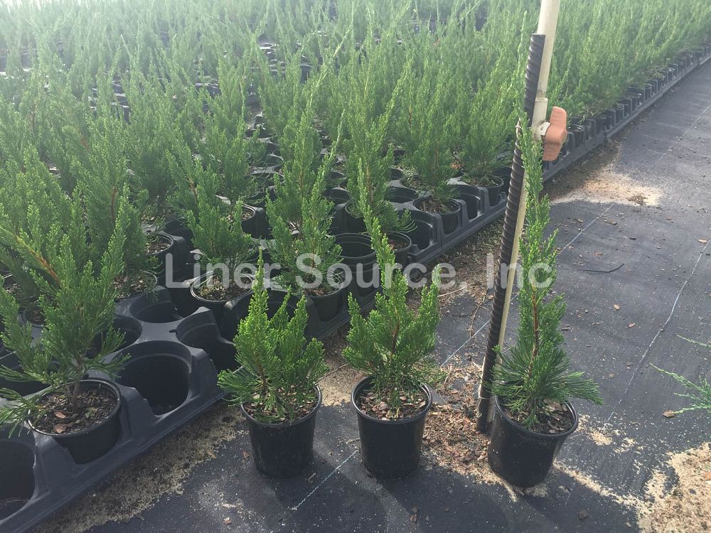 juniperus-chinensis-torulosa-hollywood-juniper