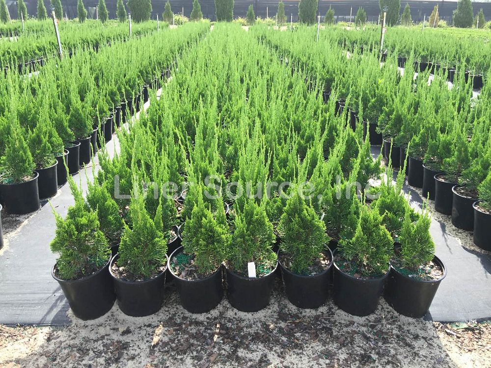 juniperus-chinensis-torulosa-hollywood-juniper